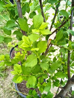 Слива "Величавая"