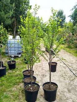 Слива "Величавая"