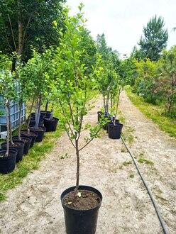 Слива "Величавая"