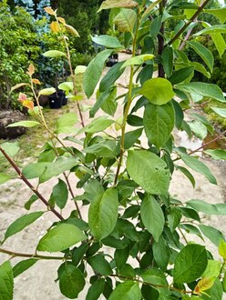 Слива домашняя "Желтая Самоплодная"