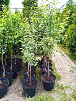 Слива домашняя "Желтая Самоплодная"