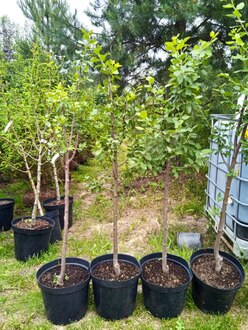 Слива желтая "Утро"