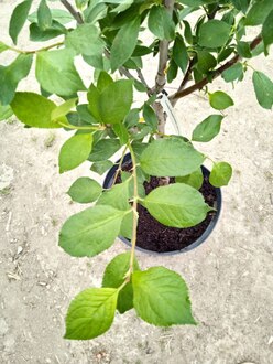 Слива желтая "Яхонтовая"