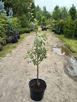 Слива желтая "Яхонтовая"