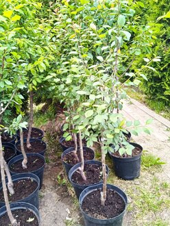 Слива желтая "Яхонтовая"