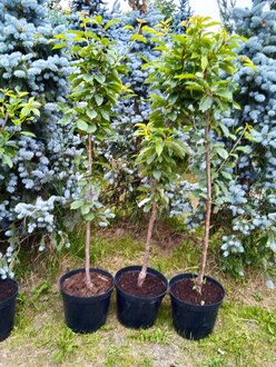 Черешня "Бряночка"