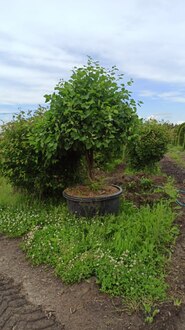 Боярышник крупноплодный зонт