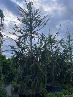 Ель обыкновенная Кранстони (Cranstonii)