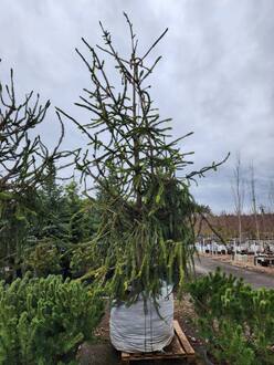 Ель обыкновенная Кранстони (Cranstonii)