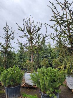 Ель обыкновенная Кранстони (Cranstonii)