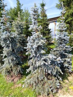 Ель колючая Хото (Hoto)