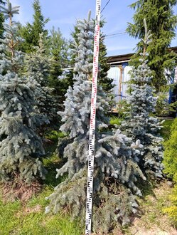 Ель колючая Хото (Hoto)