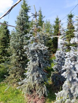 Ель колючая Хото (Hoto)