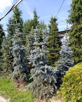 Ель колючая Хото (Hoto)