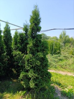 Туя западная Хабиере (Habiere)