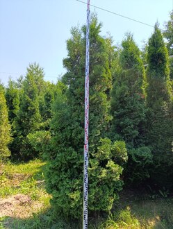 Туя западная Хабиере (Habiere)