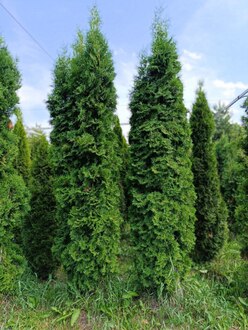 Туя западная Хабиере (Habiere)