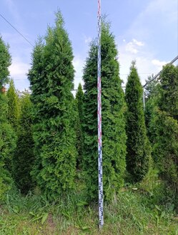 Туя западная Хабиере (Habiere)