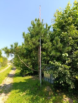 Кедр сибирский бонсай