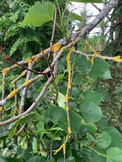 Липа кавказская