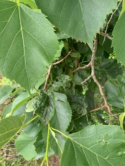 Липа кавказская