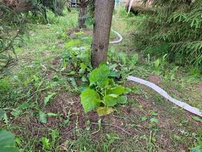 Липа кавказская