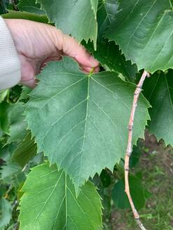 Липа кавказская