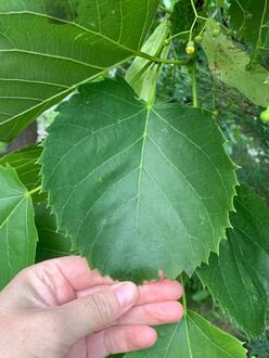 Липа кавказская