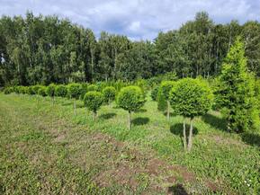 Туя Смарагд на штамбе (Чупа-чупс)