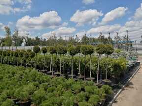 Туя Смарагд на штамбе (Чупа-чупс)