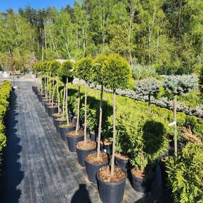 Туя Смарагд на штамбе (Чупа-чупс)