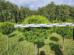 Туя Смарагд на штамбе (Чупа-чупс)