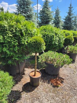 Туя Смарагд на штамбе (Чупа-чупс)