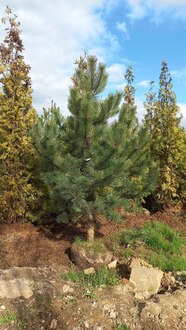 Сосна крымская