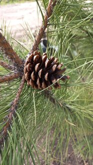 Сосна крымская