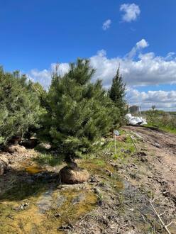 Сосна крымская