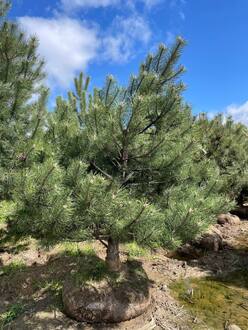 Сосна крымская