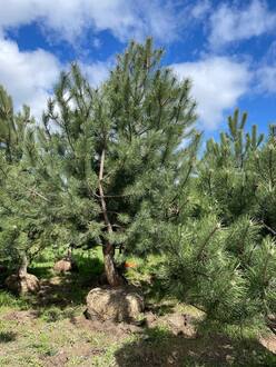 Сосна крымская