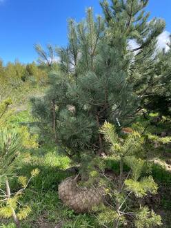 Сосна крымская