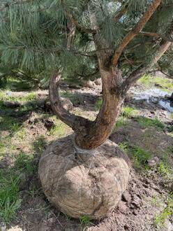 Сосна крымская