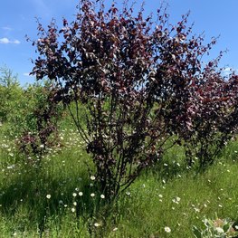 Яблоня декоративная Хелена (Helena)