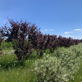 Яблоня декоративная Хелена (Helena)