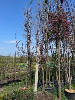 Яблоня декоративная Хелена (Helena)