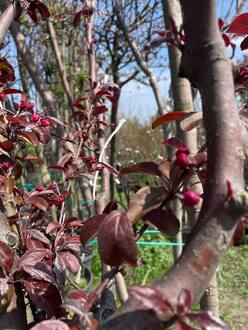 Яблоня декоративная Хелена (Helena)