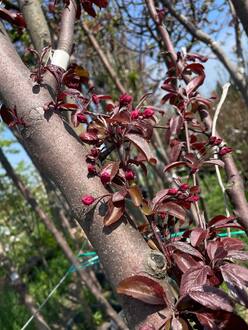 Яблоня декоративная Хелена (Helena)