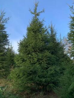Ель обыкновенная формированная