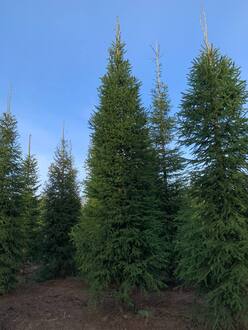 Ель обыкновенная формированная