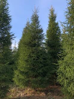 Ель обыкновенная формированная