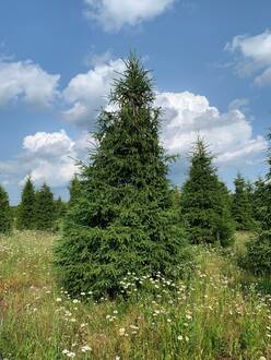 Ель обыкновенная формированная
