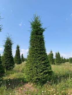 Ель обыкновенная формированная